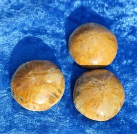 Magneetti merisiili fossiili, aito