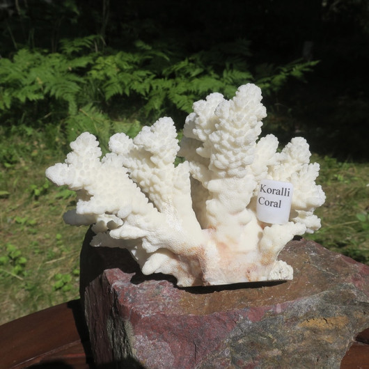 Koralli 688g, 17cm, luonnonvalkoinen