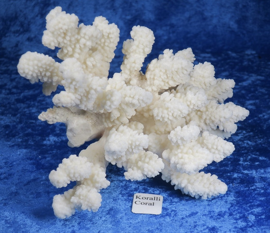 Koralli 688g, 17cm, luonnonvalkoinen
