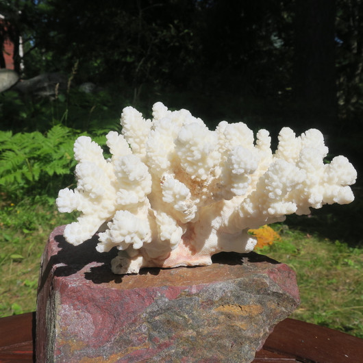 Koralli 688g, 17cm, luonnonvalkoinen