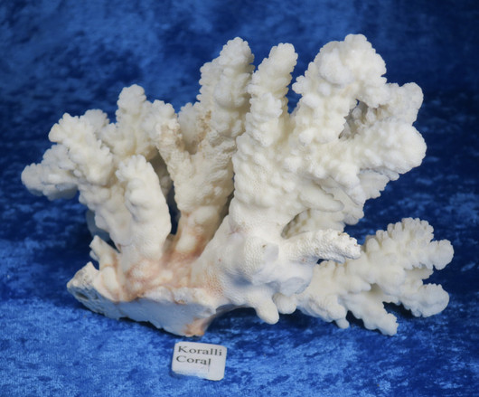 Koralli 688g, 17cm, luonnonvalkoinen