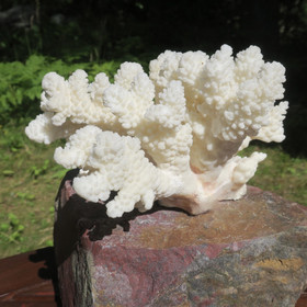 Koralli 688g, 17cm, luonnonvalkoinen