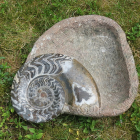 Fossiilimalja 15,2kg 40x45cm iso ammoniitti reunalla