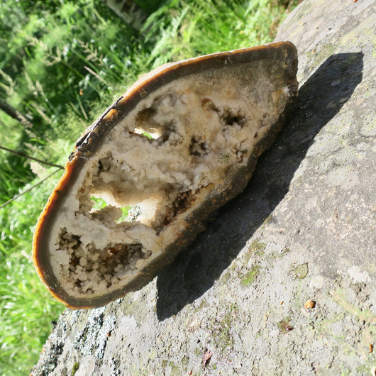 Akaattilevy iso 2,4kg 12x28cm vahva, ei tasainen siivu.  61x