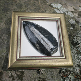 Taulu Orthoceras-oikosarvifossiili, kehys 13,5x13,5cm