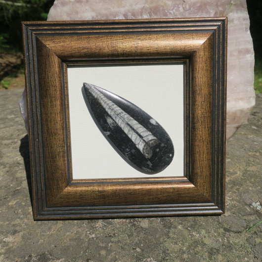 Taulu Orthoceras-oikosarvifossiili, kehys 15x5cm