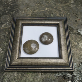 Taulu ammoniittipari. Kaksi ammoniitti fossiilia, kehys 15x15cm