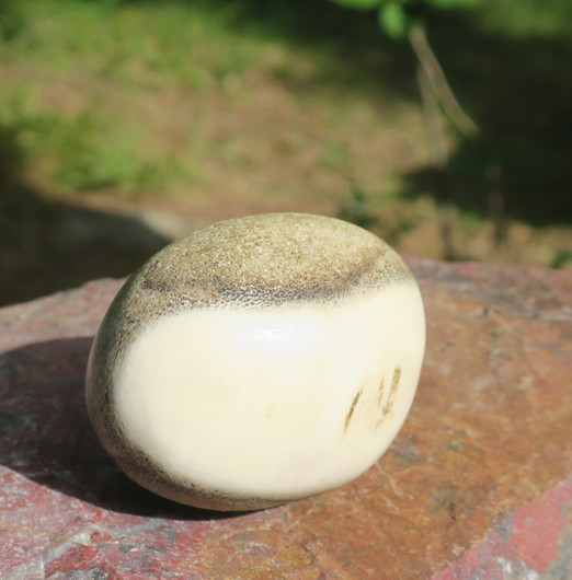 Muna hirvenluu 45x33mm sileäksi hiottu