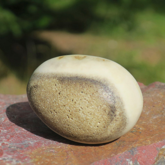 Muna hirvenluu 45x33mm sileäksi hiottu