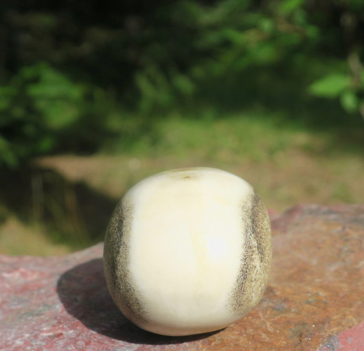 Muna hirvenluu 45x33mm sileäksi hiottu