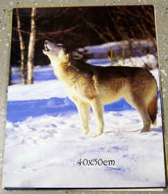 Juliste ulvova susi lumessa