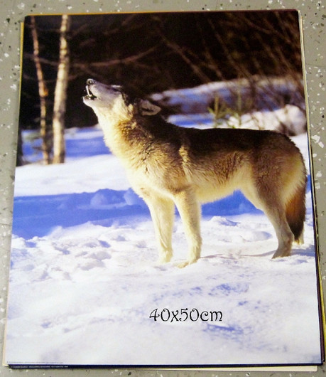 Juliste ulvova susi lumessa