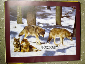 Juliste susilauma metsässä