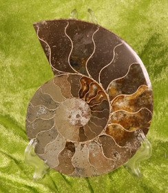 Ammoniitti halkaistu fossiilin puolikas 12cm,  230g nro x
