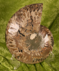 Ammoniitti halkaistu fossiilin puolikas 12cm,  230g nro x