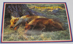 Postikortti ystävykset. Kaksi poron vasaa makuulla. Friends for ever