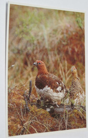 Postikortti riekko pariskunta