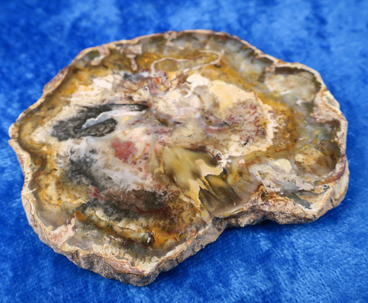 Kivettynyt puu siivu 72g nro K Madagaskar