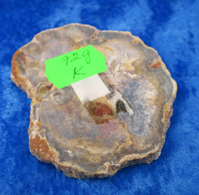 Kivettynyt puu siivu 72g nro K Madagaskar