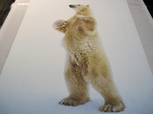 Juliste jääkarhu seisoo takajaloillaan 40x50cm