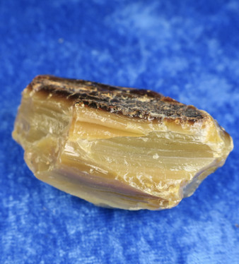 Meripihka raaka 21g 55x30x25mm tumma 20g Indonesia AMB1 