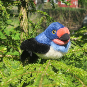 Pehmolelu pääskynen, lintu 