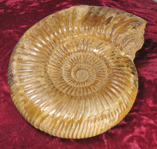 Ammoniitti iso kokonainen ammoniittifossiili   1,67kg