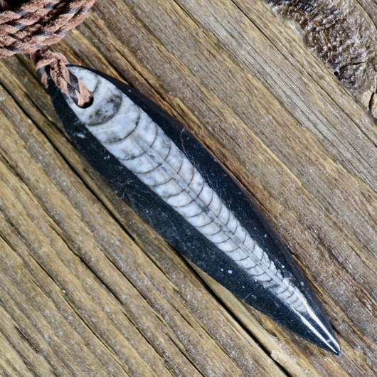 Riipus Orthoceras-oikosarvifossiili porattu pitkä. Valitse valikosta