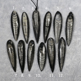 Riipus Orthoceras-oikosarvifossiili porattu pitkä. Valitse valikosta