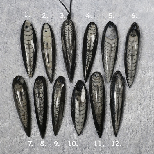 Riipus Orthoceras-oikosarvifossiili porattu pitkä. Valitse valikosta