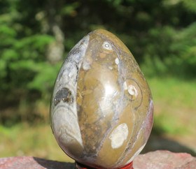  Kivimuna ammoniitti, oikosarvi fossiilimuna 60mm 