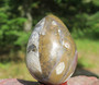  Kivimuna ammoniitti, oikosarvi fossiilimuna 60mm 