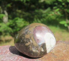  Kivimuna ammoniitti, oikosarvi fossiilimuna 60mm 