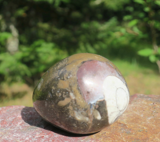  Kivimuna ammoniitti, oikosarvi fossiilimuna 60mm 