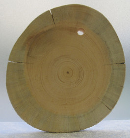  Kelopuukiekko 7-8mm siivu 9x10cm, ripustamista varten 5mm reikä