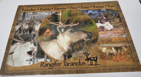 Postikortti poro, Reindeer, Renne, Rentier, Poro, Reno, Renna, Ren