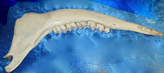 Poron leukaluu hampaineen