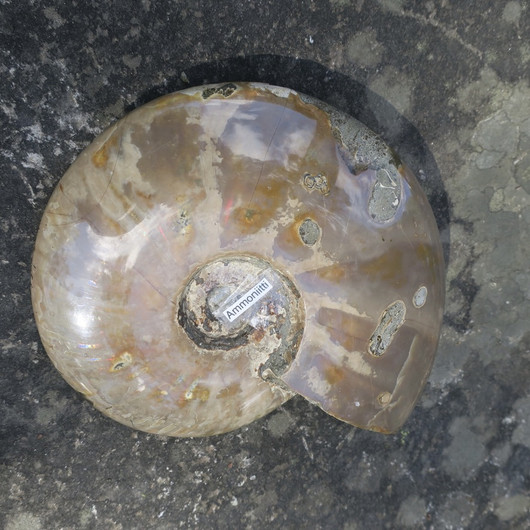 Ammoniitti opalisoitunut iso kokonainen ammoniitti 1788g fossiili