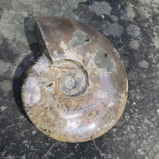 Ammoniitti opalisoitunut iso kokonainen ammoniitti 1788g fossiili