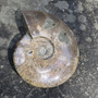 Ammoniitti opalisoitunut iso kokonainen ammoniitti 1788g fossiili