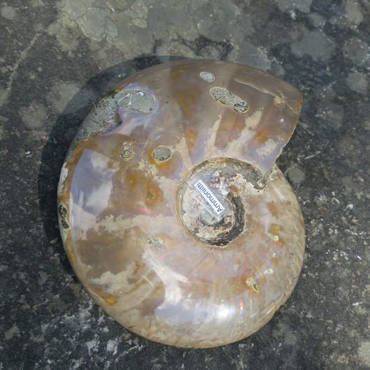 Ammoniitti opalisoitunut iso kokonainen ammoniitti 1788g fossiili