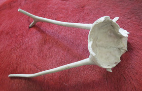 Poronsarvet, pienet vasan sarvet kallon luussa kiinni