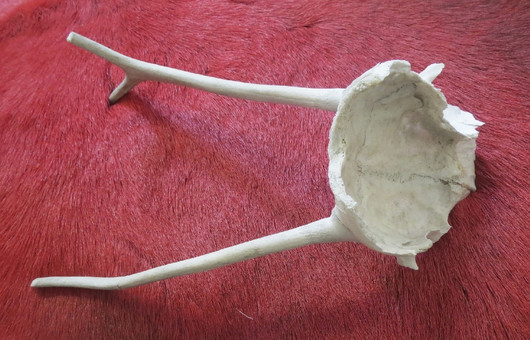 Poronsarvet, pienet vasan sarvet kallon luussa kiinni