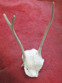 Poronsarvet, pienet vasan sarvet kallon luussa kiinni