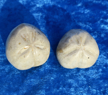 Merisiili joka on pseudomorfoosissa muuttunut akaatiksi. Koko n 30mm