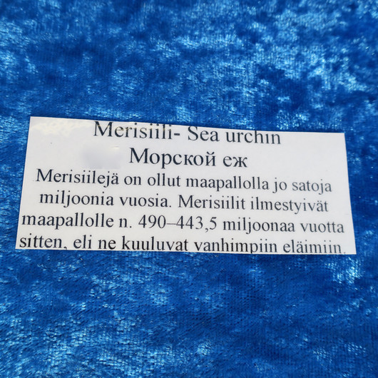 Merisiili joka on pseudomorfoosissa muuttunut akaatiksi. Koko n 30mm