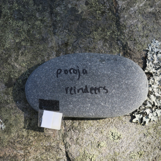 Shamaanikivi POROJA- reindeers 9x5x2cm, 147g kvartsiitti  nro13