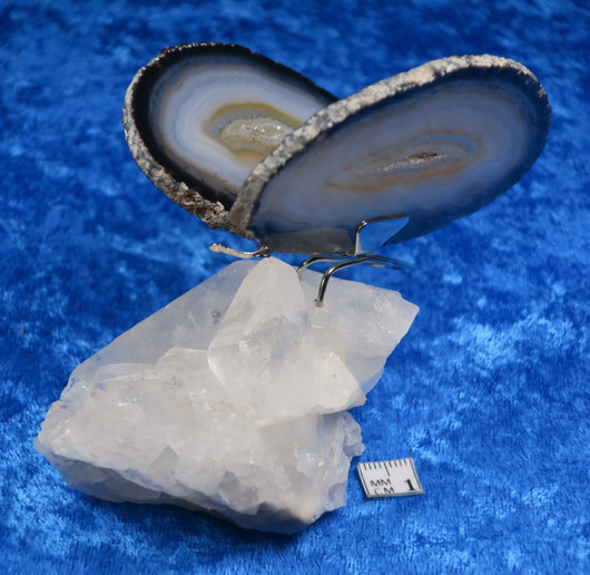 Akaattiperhonen vuorikidesykeröllä 