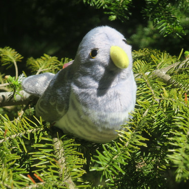 Pehmolelu käki, lintu. Ei kuku.