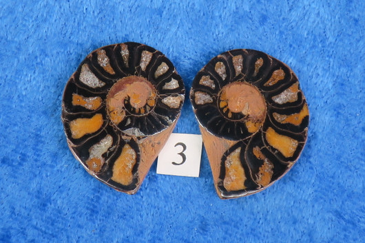 Ammoniitti PARI halkaistu fossiili 20-30mm nro3